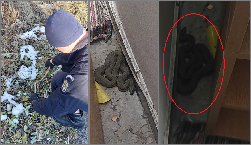 ȘOCANT! Un șarpe a fost găsit de proprietari în apartamentul din Constanța