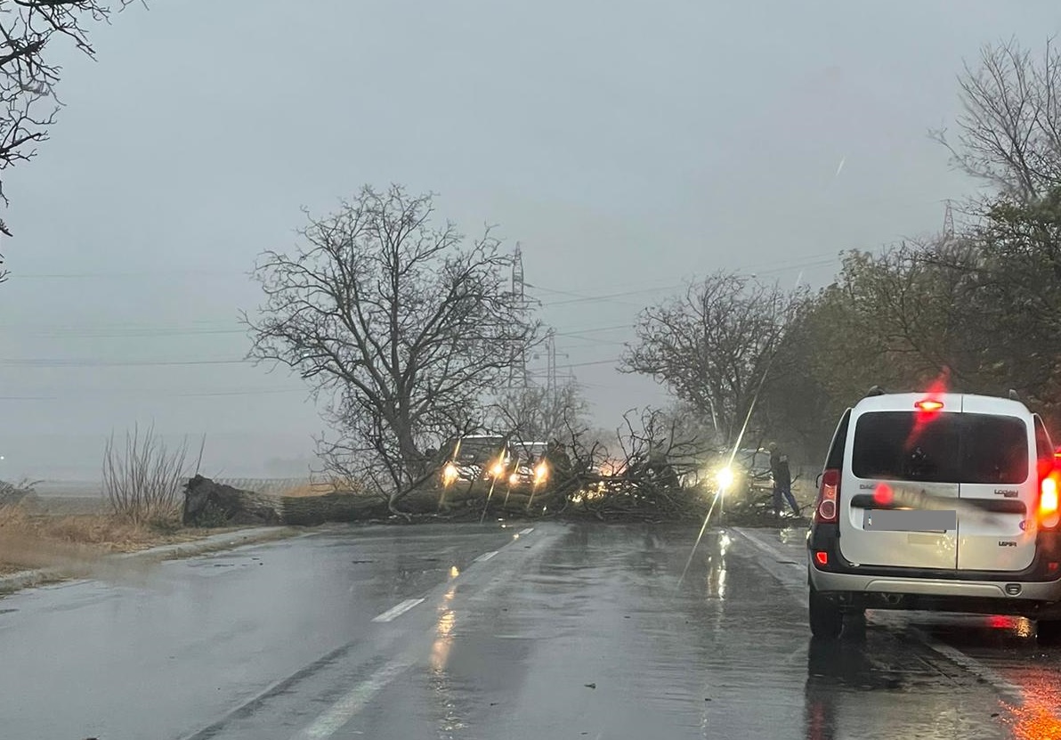 Trafic blocat pe centura Medgidiei din cauza unui copac pe care a căzut pe carosabil