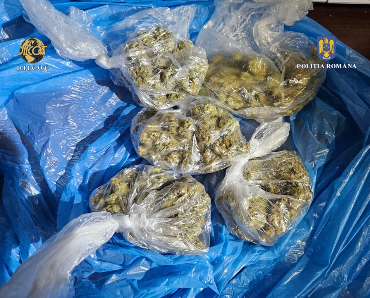 (VIDEO) Șase indivizi ARESTAȚI în Constanța: Un kilogram de droguri, bani și un pistol au fost descoperite în urma perchezițiilor de la domiciliile bărbaților prinși în flagrant când vindeau canabis și cocaină