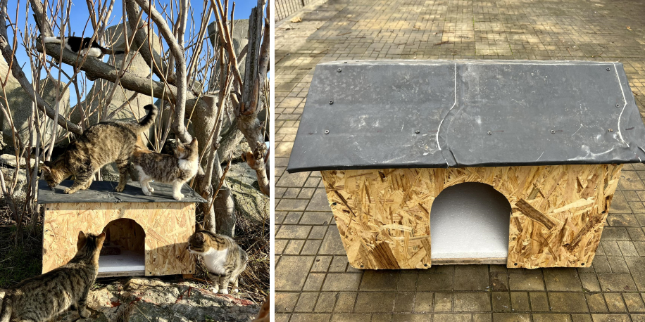 (FOTO/VIDEO) Un mangaliot a amenajat o căsuță pentru pisicile de pe dig: “Primii locatari, curioși, fericiți de locuința cea nouă”