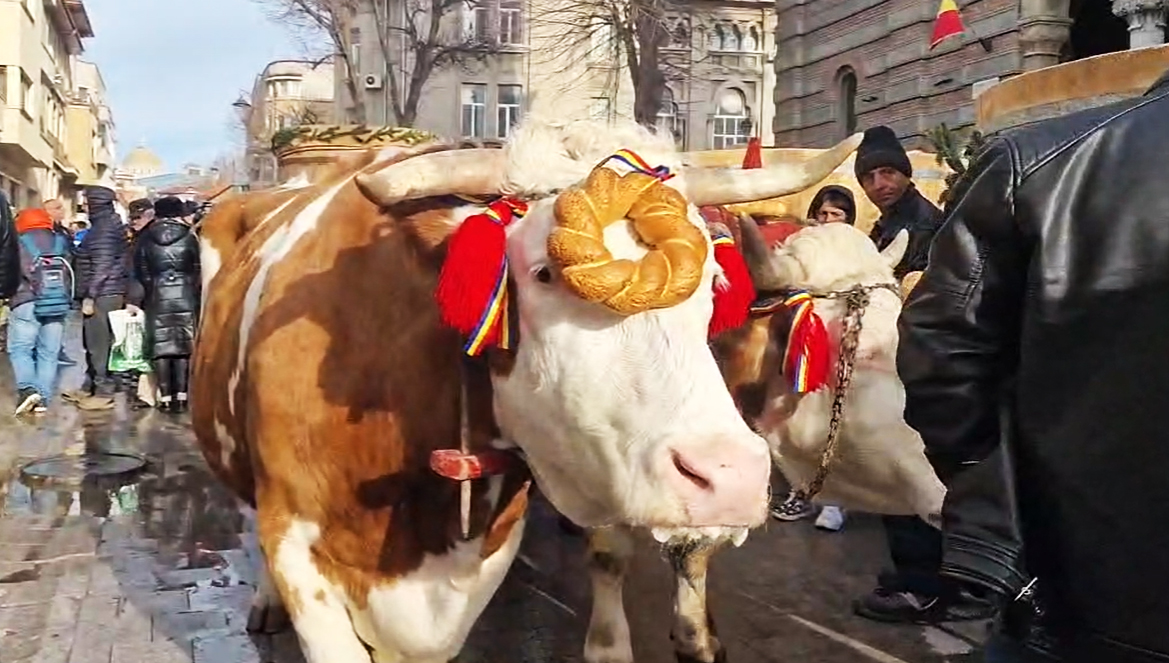 Boboteaza la Constanța