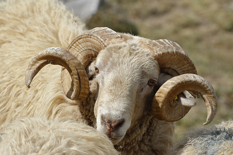 Un bărbat din Topalu va sta doi ani la pușcărie din cauza unui berbec: A furat animalul și l-a sacrificat la doi pași de proprietar