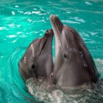 Ziua Delfinului, organizată de ONG Mare Nostrum pe Faleza Cazino din Constanța: Expoziție foto și materiale dedicate protejării cetaceelor din Marea Neagră