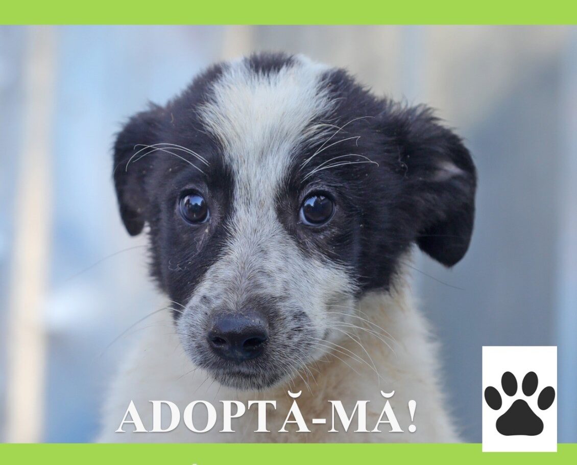 Primăria Constanța continuă campania "Adoptă un cățel"