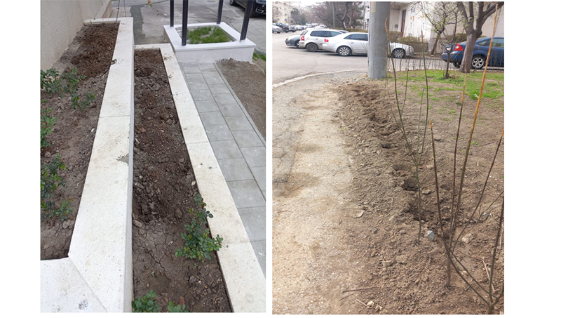 Zeci de butași de trandafiri plantați de Primăria Constanța au fost furați: Hoții sunt căutați cu ajutorul camerelor video
