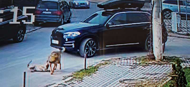 Cățel călcat de o mașină ucraineană
