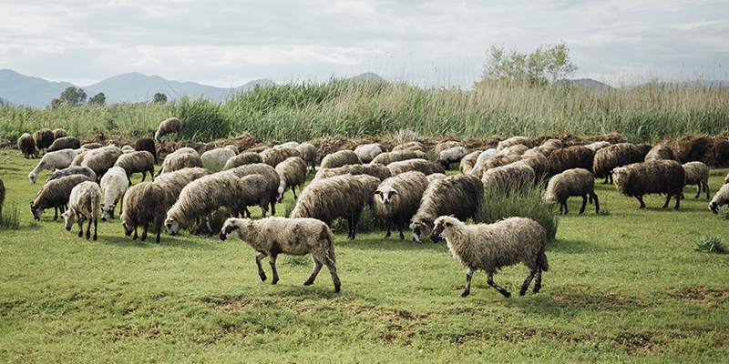 Peste 100 de oi au fost găsite moarte, atacate de șacali: Speriate, unele s-au înghesuit și au murit sufocate