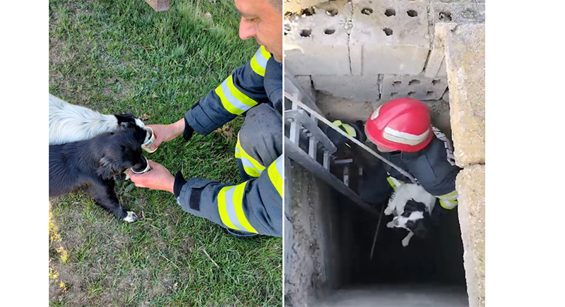 Operațiune de salvare a două cățelușe: Acestea au căzut într-un puț adânc de 8 metri