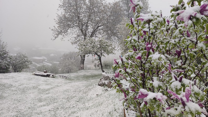 FOTO Episod de iarnă în mijlocul lui aprilie. S-a așternut strat de zăpadă peste pomii înfloriți în mai multe zone din România