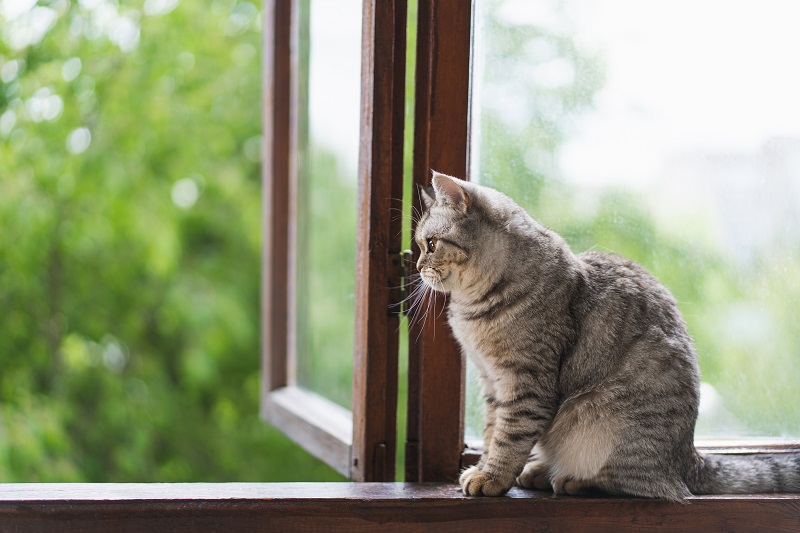 Numărul pisicilor care cad de la ferestre și se rănesc grav crește în perioadele călduroase: Cum pot cei care locuiesc la bloc să le protejeze?