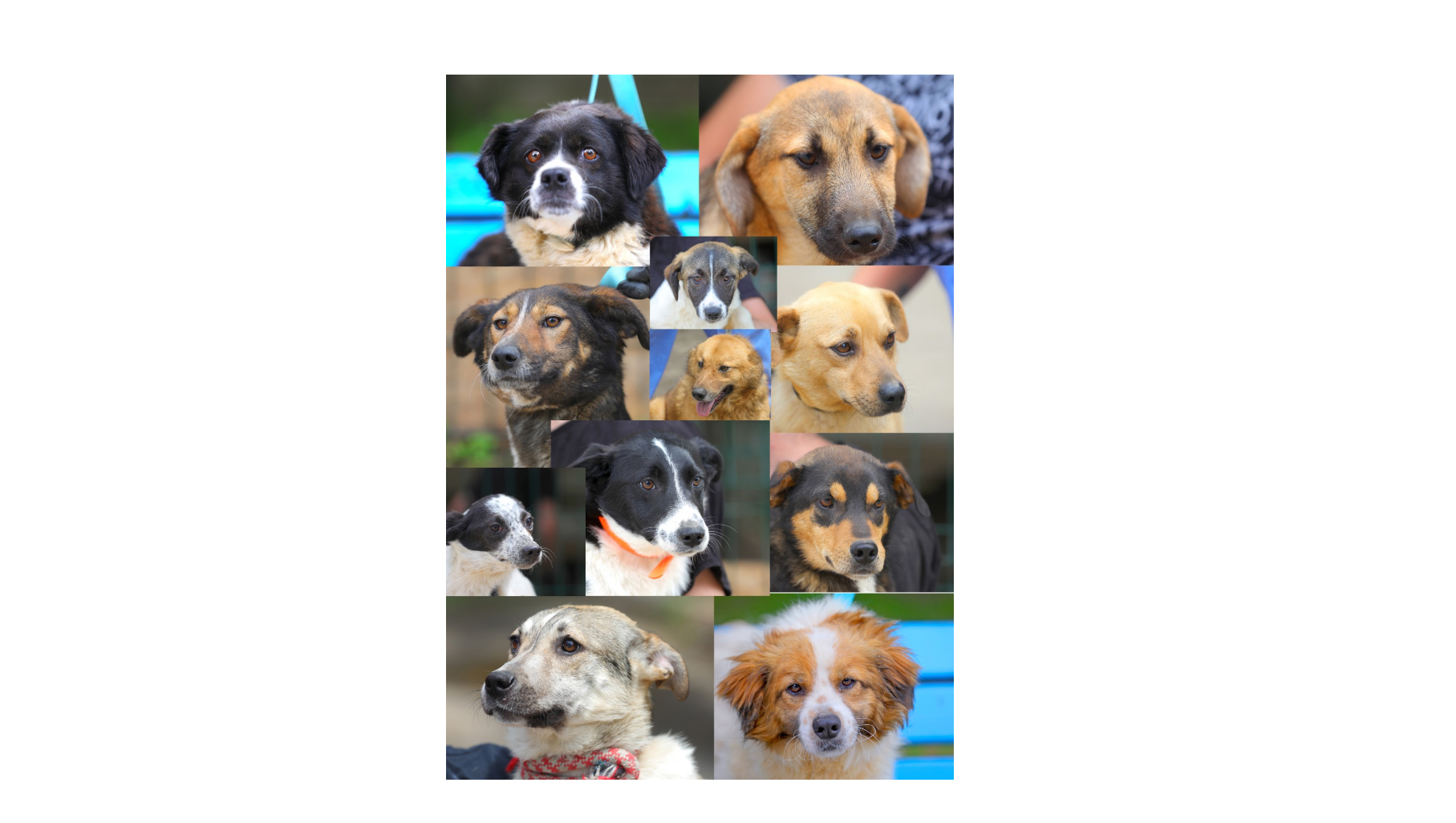 Constanța: 400 de cățeluși fără stăpân așteaptă o căsuță primitoare. O parte dintre ei vor fi prezenți la Târgul de adopții canine