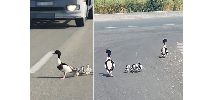 VIDEO Atenție, bobocei în traficul dobrogean! O familie de rațe sălbatice a oprit circulația pentru a traversa