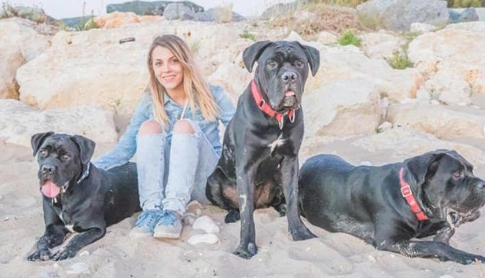 Andreea și Cabral Ibacka și-au pierdut câinii în Mamaia Nord și cer ajutorul cetățenilor pentru a-i găsi pe cei doi cane corso
