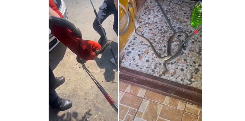 VIDEO Șarpe agresiv prins de jandarmi într-un imobil din Constanța