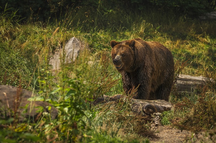Ce arată necropsia fetei ucise de urs pe Jepii Mici! Detalii cutremurătoare despre moartea înfiorătoare a fetei căzută în râpă când încerca să scape din ghearele animalului