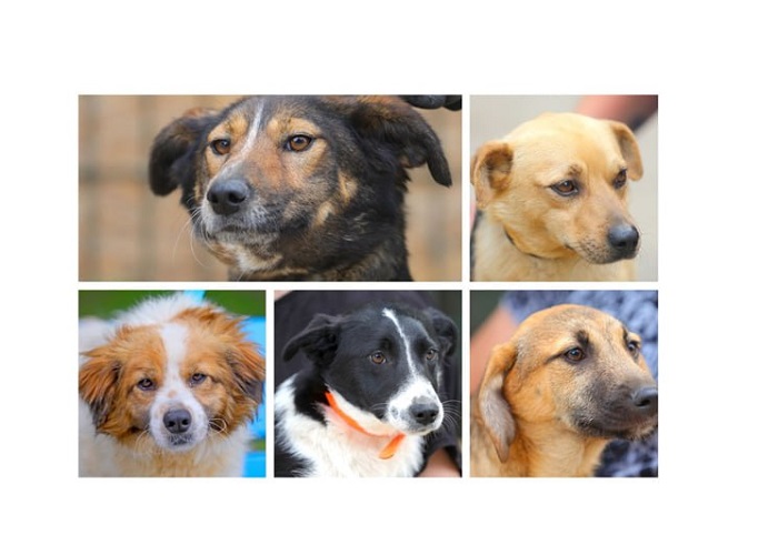 Constanța: Campania „Adoptă un Cățel” continuă. 400 de căței își caută familii