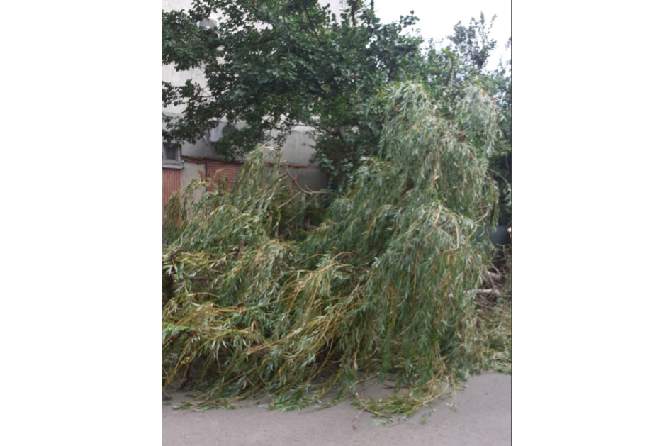 Trei autoturisme au fost avariate de un copac căzut în Constanța: Ce transmite ISU Dobrogea