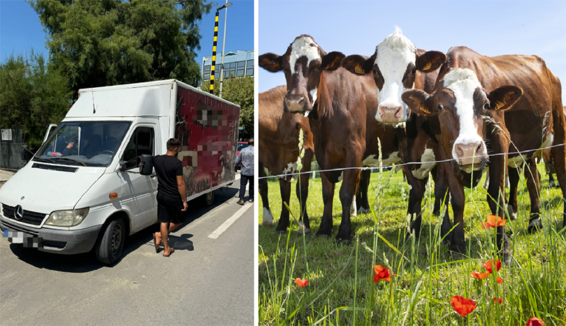 Amendă USTURĂTOARE pentru un tulcean care transporta vaci cu duba: Animalele erau necrotaliate și fără certificate sanitare