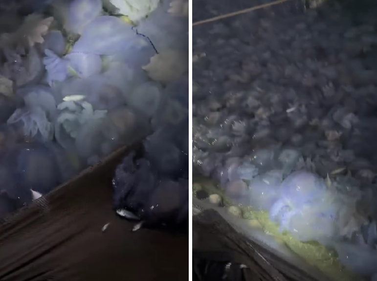 VIDEO Pescarii din Corbu, surprinși de o captură neașteptată: Sute de meduze în loc de pește