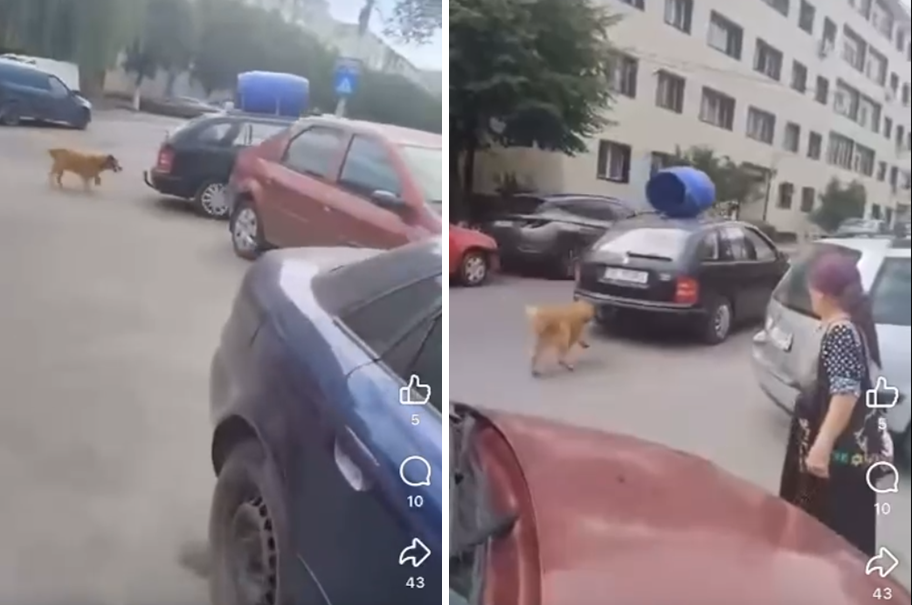 Cățelul Paky, tras cu mașina în Năvodari și salvat de polițiști, în căutarea unei familii iubitoare