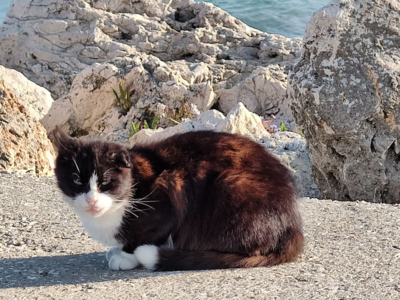 Ziua Internațională a Pisicilor, pe 8 august: prietenele noastre feline sunt simboluri ale curajului și tandreței