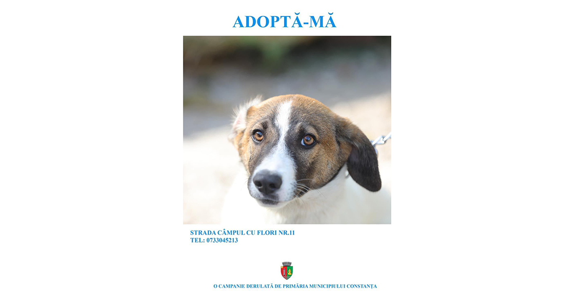 Adoptă un cățel: 400 de suflete de la adăpostul din Constanța așteaptă să fie luate acasă