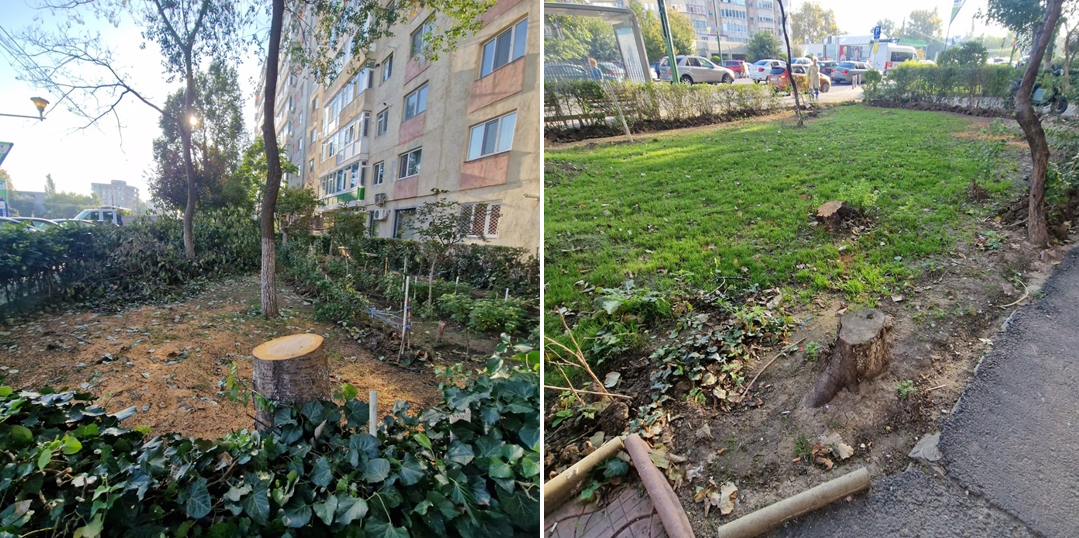 UPDATE FOTO Constănțenii din zona Boema nemulțumiți că mai mulți pomi din zonă au fost tăiați fără explicații. Ce transmite Primăria