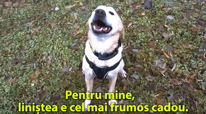 VIDEO Huston, câinele antitero al Jandarmeriei, mesaj de Revelion: Lasă deoparte zgomotul care mă chinuie!