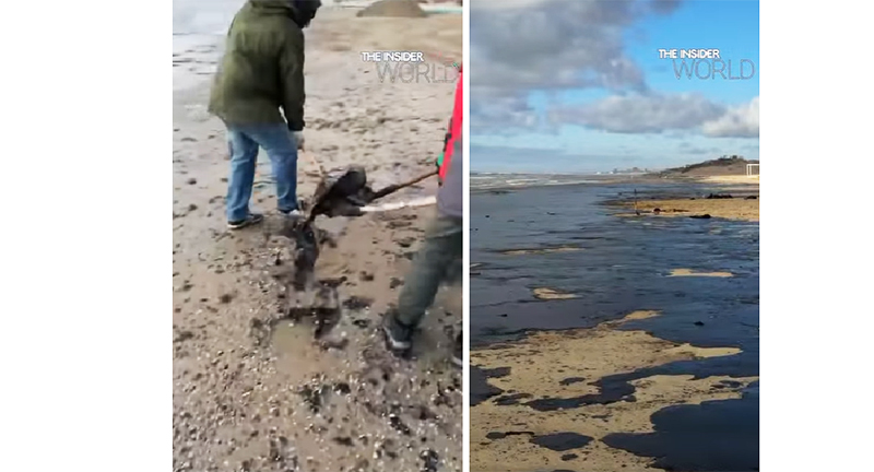 Poluare MASIVĂ în Marea Neagră: Zeci de delfini au murit din cauza scurgerilor de păcură