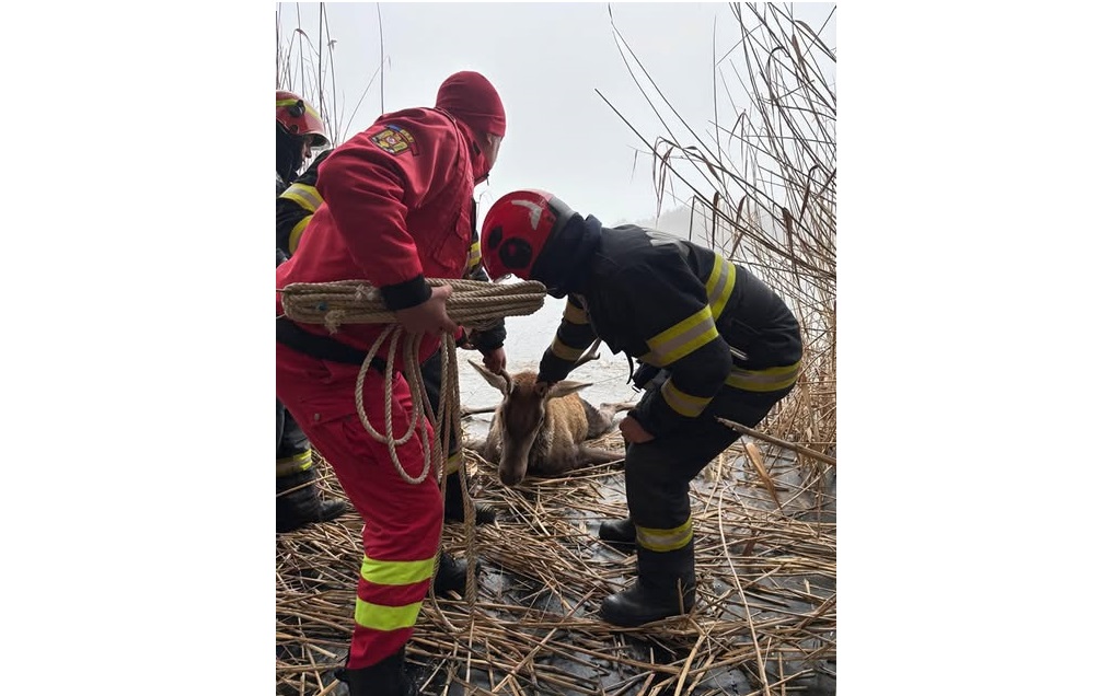 Pompierii au salvat un cerb blocat pe gheață: O intervenție exemplară pentru viață și siguranță