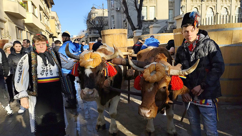 FOTO Boboteaza la Constanța: Mugurel, Bujor, Rendea, Mișcu și Pavarotti au revenit din Pecineaga, Tulcea și Brașov. Vor fi stropiți cu apă sfințită de IPS Teodosie