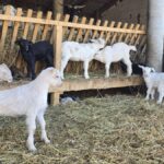LOVITURĂ dată crescătorilor români de ovine și caprine: Se PRELUNGESC restricțiile privind exporturile către UE