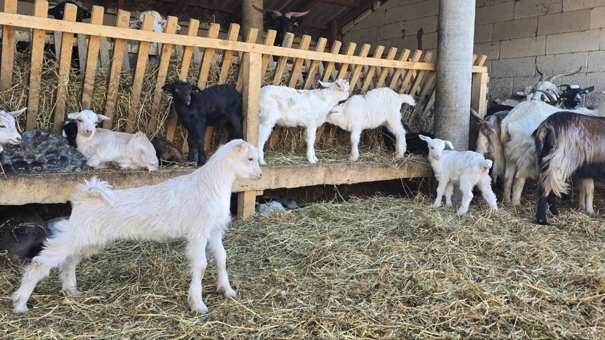 LOVITURĂ dată crescătorilor români de ovine și caprine: Se PRELUNGESC restricțiile privind exporturile către UE