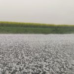 ULTIMA ORĂ COD ROȘU de averse și grindină de peste 4 centimetri în județul Tulcea: Ce localități sunt vizate