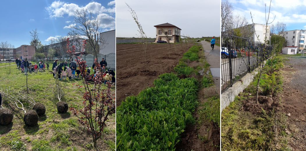 actiuni plantare - Asociația Viitorul Tău