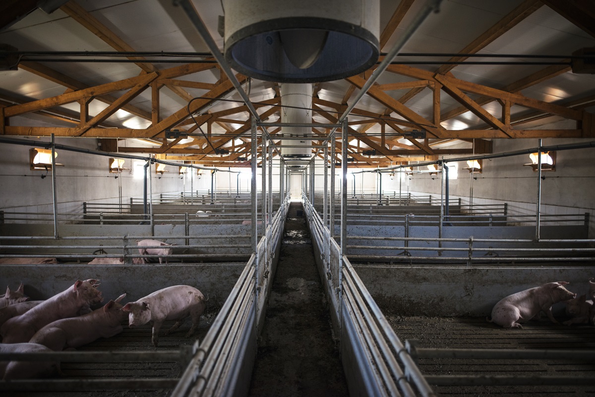Vești bune! Termen prelungit pentru crescătorii de animale care își construiesc ferme noi cu bani de la stat