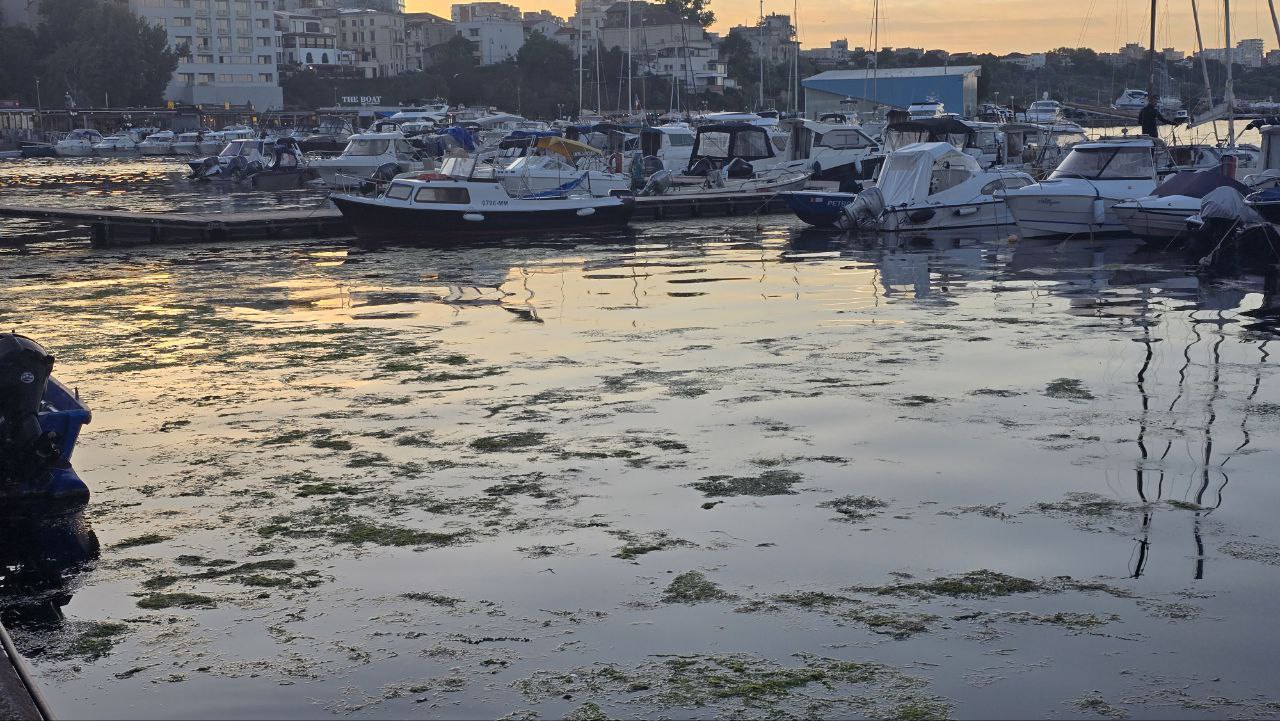 Iată ce metodă au găsit reprezentanții teraselor din Portul Tomis să scape de algele din zonă