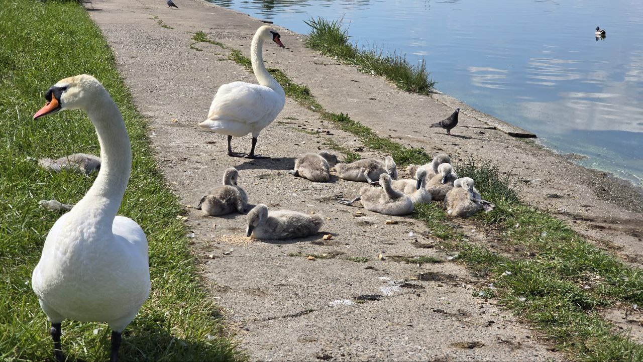 FOTO VIDEO O familie de lebede a atras privirile constănțenilor pe malul lacului Tăbăcărie