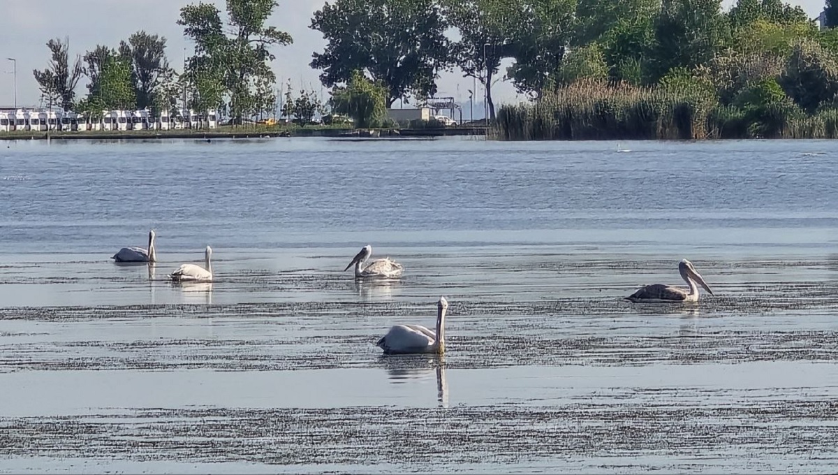 FOTO VIDEO Spectacol pe lacul Tăbăcărie: lebedele și pelicanii au încântat privirile constănțenilor