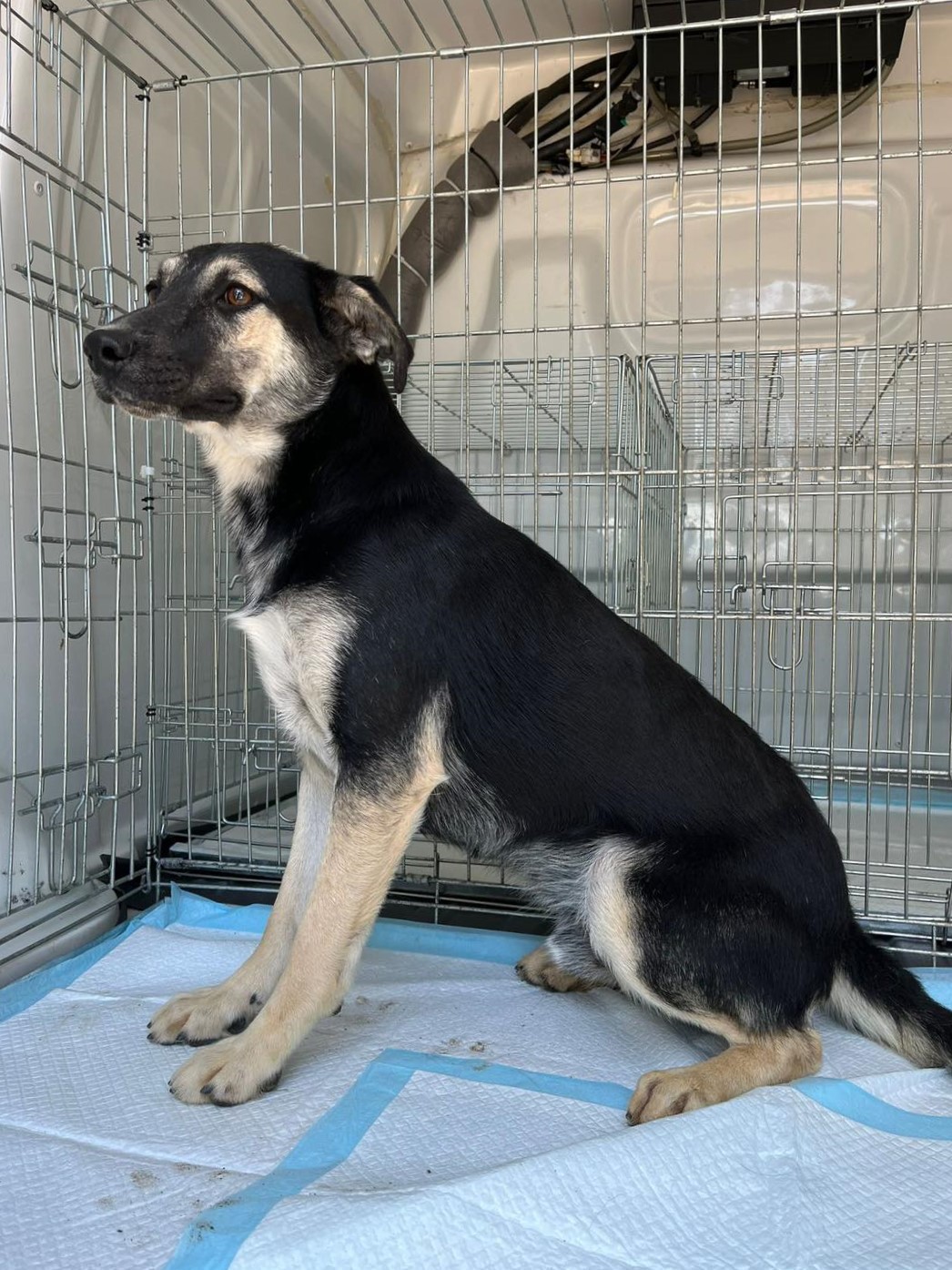 Max a fost adoptat 