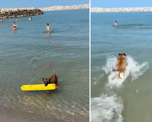 VIDEO Salvamarii din Costinești au cooptat un nou membru în echipă, pe Chelsea, o femelă Malinois
