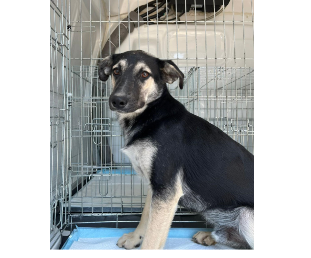 Max are de astăzi o familie! Și tu poti adopta un cățel din Adăpostul Public de Animale Abandonate Constanța