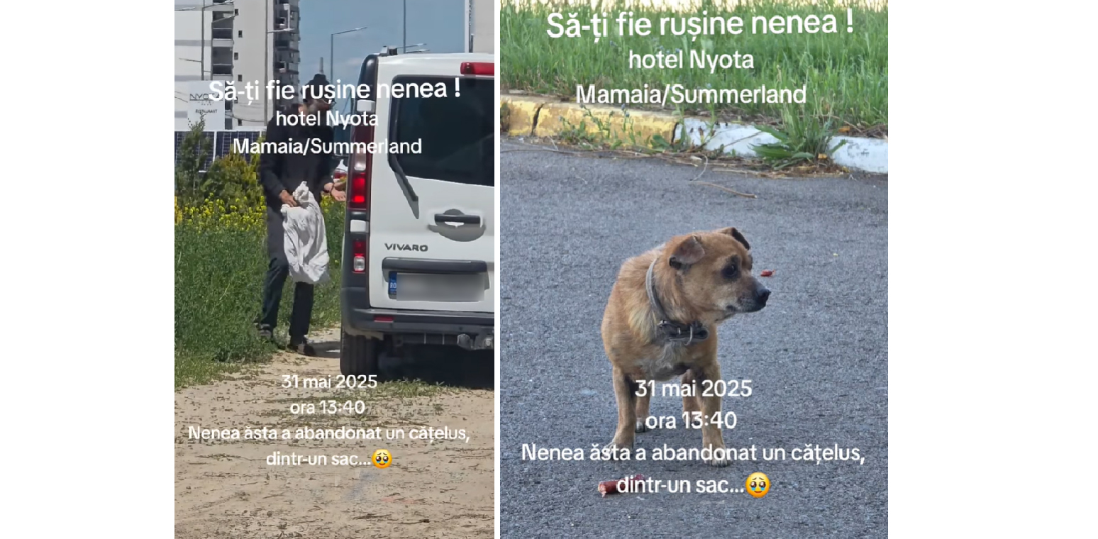 VIDEO Gest INUMAN! Momentul în care un cățeluș bătrân este abandonat în Mamaia. IPJ Constanța a preluat cazul