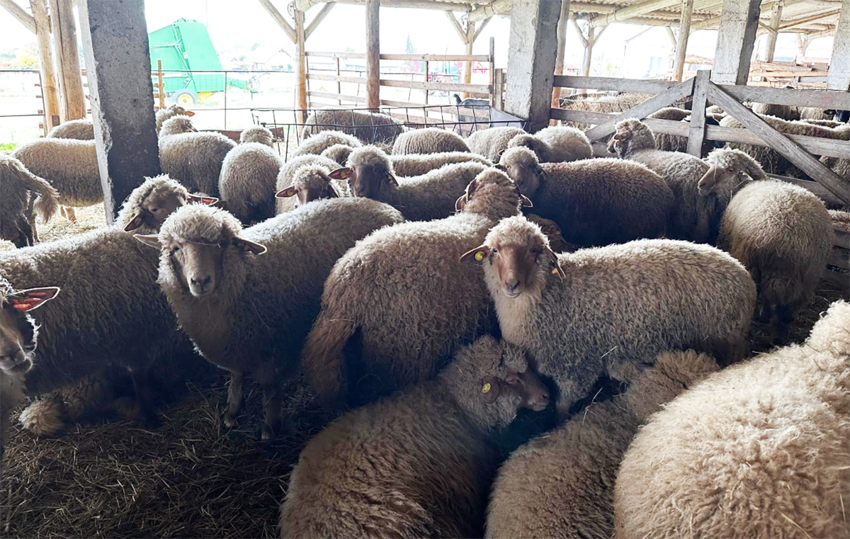 ICDCOC Palas Constanța ANGAJEAZĂ îngrijitori de oi și mecanizatori agricoli