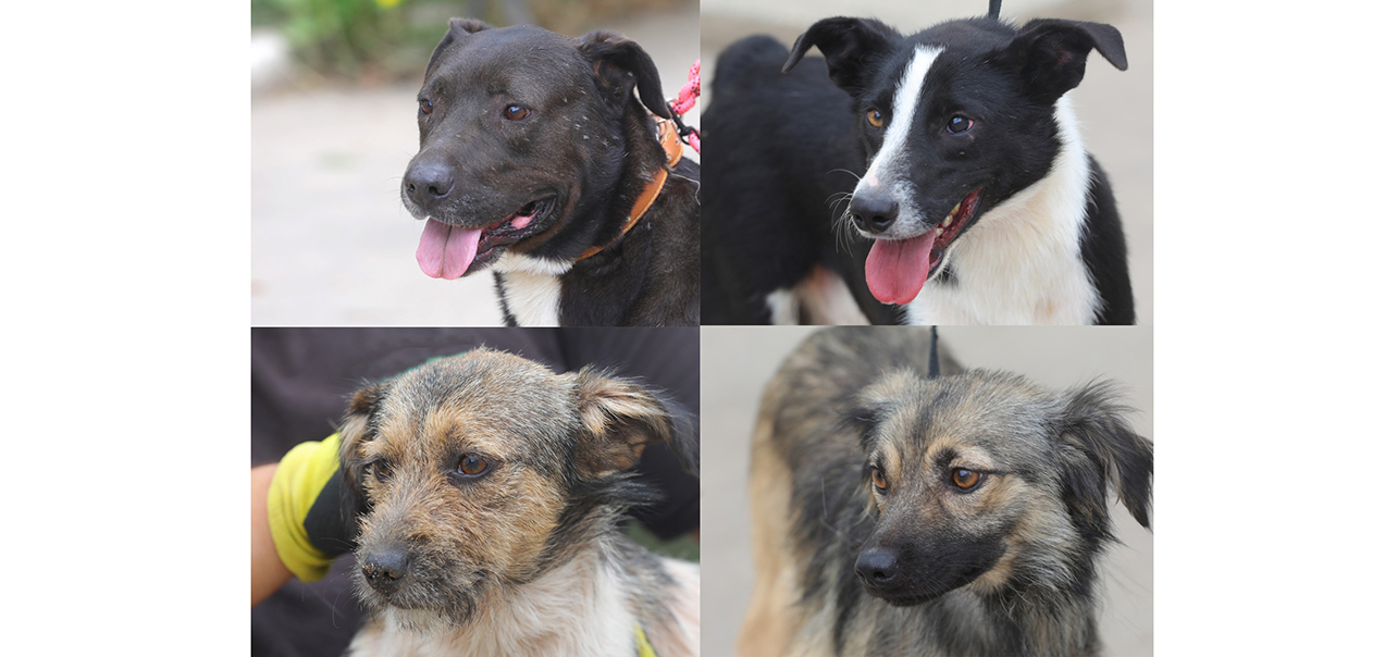 Ei sunt Dante, Luna, Yokko și Olaf de la Adăpostul de animale din Constanța: Își așteaptă, răbdători, viitoarele căsuțe fericite
