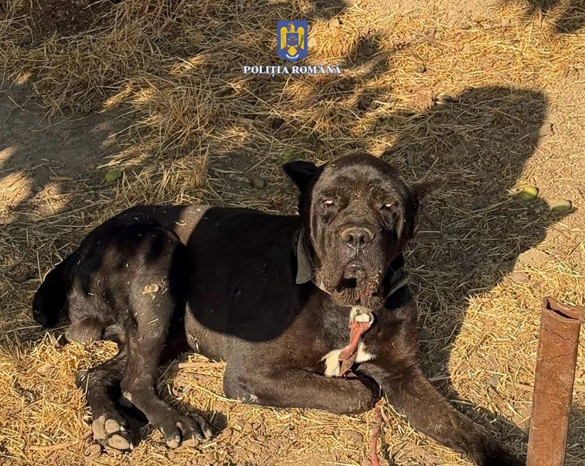 Deținătorii de animale din Lumina și din Mihail Kogălniceanu, verificați de polițiști! Au fost date amenzi de peste 13 mii de lei