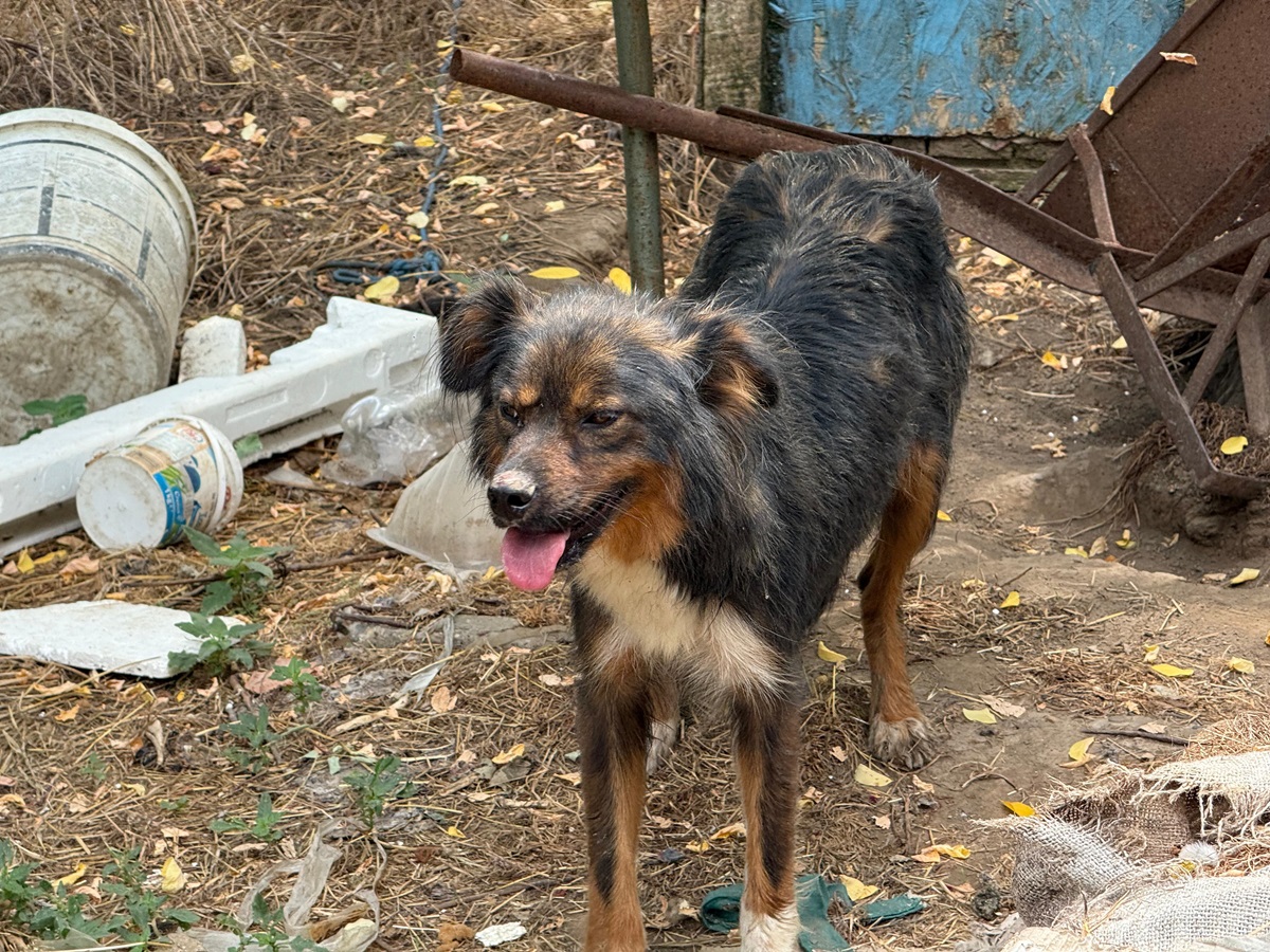 Pompieri-fantana-ISU-Tulcea6