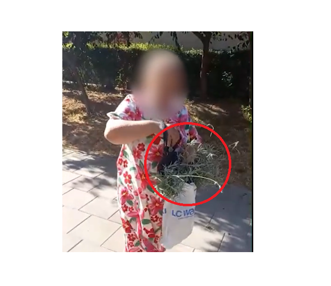 VIDEO Constanța: O bătrână a fost surprinsă când fura lavanda plantată pe domeniul public