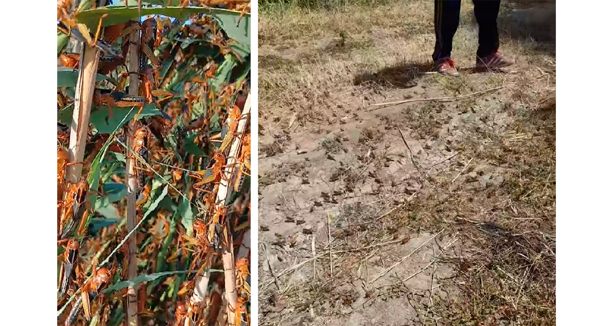VIDEO Imagini ÎNSPĂIMÂNTĂTOARE din Delta Dunării: O invazie de lăcuste a pustiit sute de hectare de vegetație