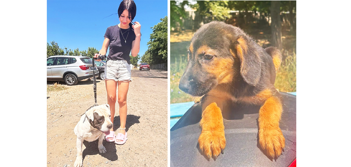 Ei sunt norocoșii Lulu și Yoyo de la adăpostul din Constanța: Au fost adoptați și își vor găsi liniștea în noile căsuțe